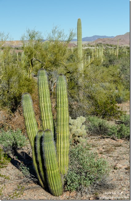 Organ Pipe & Saguaro cactus Darby Well Road BLM camp Ajo Arizona