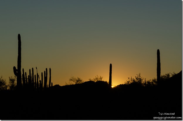 Organ Pipe & Saguaro cactus sunset Darby Well Road BLM camp Ajo Arizona
