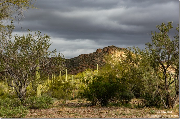 trees Saguaro cactus mountain dark clouds Darby Well Road BLM camp Ajo Arizona