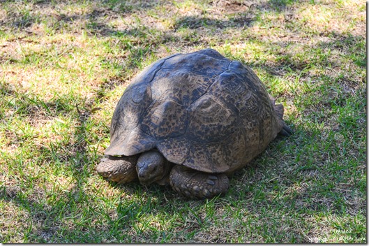 Tortoise Gamka Mountain Nature Reserve De Hoop South Africa