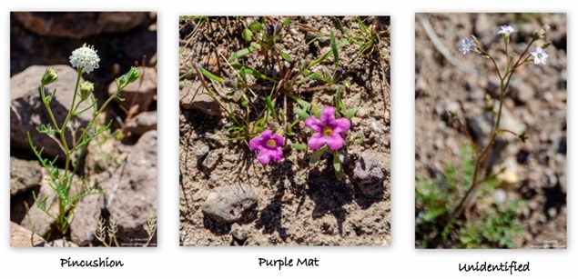 Pincushion Purple Mat Unidentified flowers Kofa National Wildlife Refuge Arizona