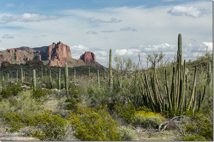 flowers cactus mountains Ajo Mountain Drive Organ Pipe Cactus National Monument Arizona