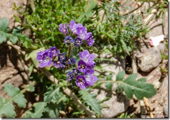 purple Phacelia flower Palm Canyon Kofa National Wildlife Refuge Arizona
