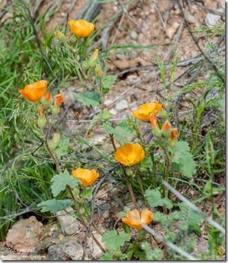 orange Globe Mallow flowers BLM Darby Well Road Ajo Arizona