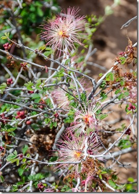 pink Fairyduster flowers BLM Darby Well Road Ajo Arizona
