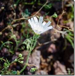 rain on white Chicory flower Palm Canyon Rd Kofa National Wildlife Refuge Arizona