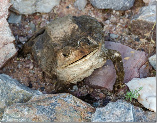 desicated Sonoran Toad BLM Darby Well Road Ajo Arizona