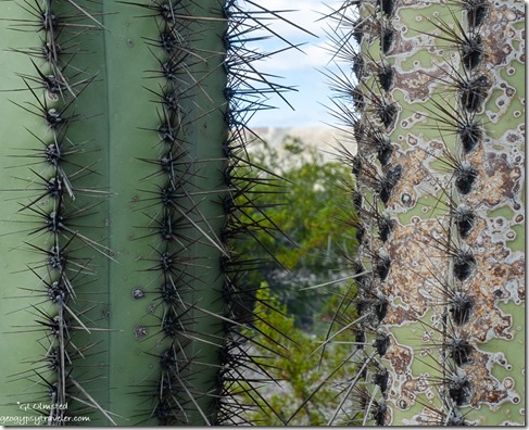 two Saguaro cactus BLM Darby Well Road Ajo Arizona