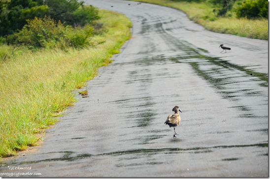 Hammerkop birds Kruger National Park South Africa