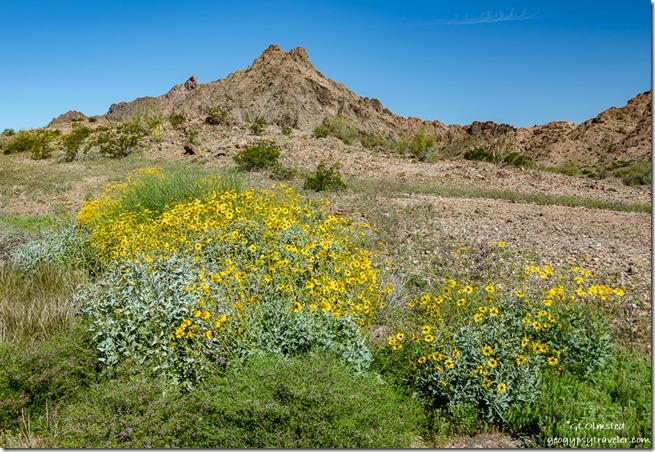 yellow Brittlebush flowers desert mountain Mohawk Valley Arizona
