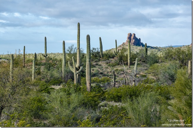 Saguaro cactus Sonoran Desert mountain BLM Darby Well Road Ajo Arizona