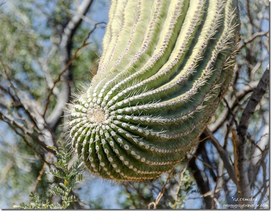 tip of Saguaro cactus arm BLM Darby Well Road Ajo Arizona