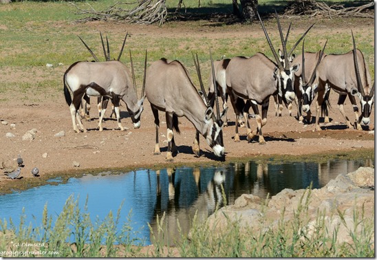 Gemsboks by waterhole Kgalagadi Transfrontier Park South Africa