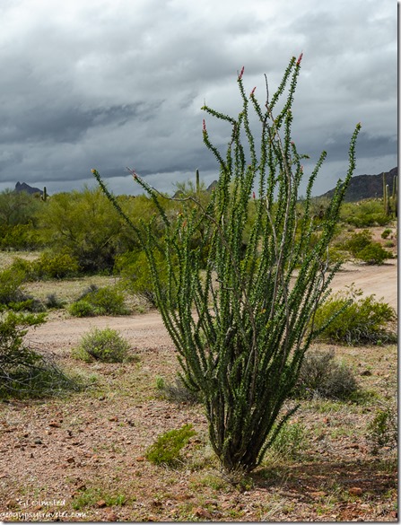 red flowering Ocotillo desert storm clouds BLM Darby Well Road Ajo Arizona