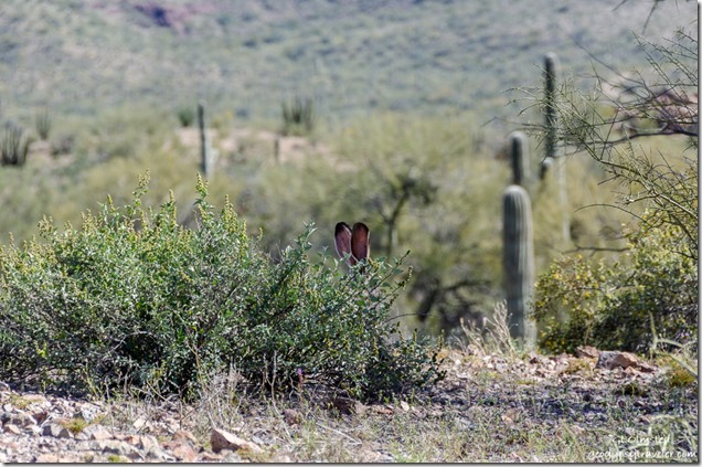 Jackrabbit ears desert BLM Darby Well Road Ajo Arizona