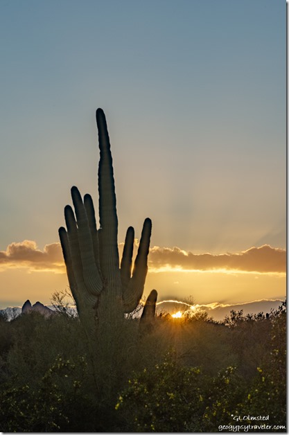 Saguaro sunset BLM Darby Well Road Ajo Arizona