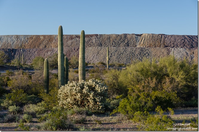 cholla saguaro palo verde mine tailings BLM Darby Well Road Ajo Arizona