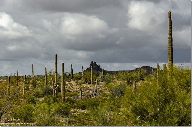 Saguaro cactus desert mountain storm clouds BLM Darby Well Road Ajo Arizona