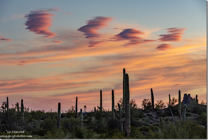 Saguaro desert sunset clouds BLM Darby Well Road Ajo Arizona