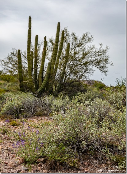 blue Lupine flowers Organ Pipe Cactus Palo Verde tree BLM Darby Well Road Ajo Arizona