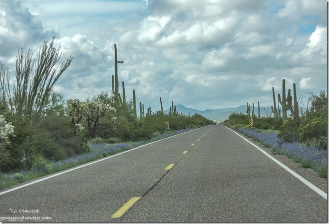 desert blue Lupine flowers clouds SR85 Arizona