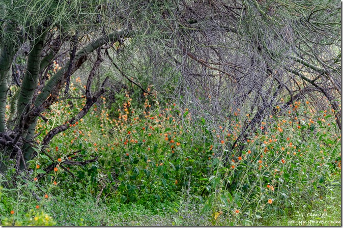 orange Globe Mallow flowers BLM Darby Well Road Ajo Arizona