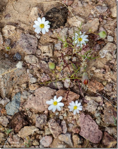 white Small Desert Star flowers Palm Canyon Rd Kofa National Wildlife Refuge Arizona