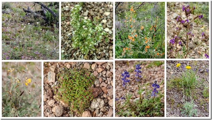 Wildflowers Sonoran Desert BLM Darby Well Road Ajo Arizona