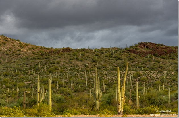 light Saguaro cactus desert storm clouds BLM Darby Well Road Ajo Arizona
