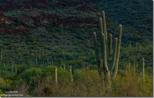Saguaro cactus BLM Darby Well Road Ajo Arizona