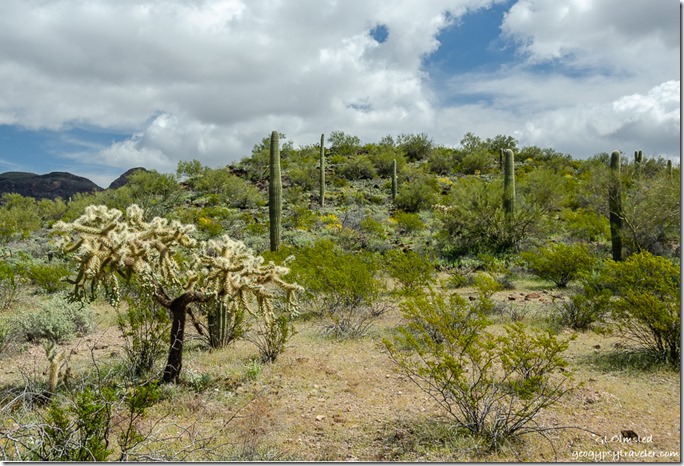 desert flowers clouds Ajo Mountain Drive Organ Pipe Cactus National Monument Arizona