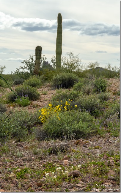 flowers cactus desert BLM Darby Well Road Ajo Arizona