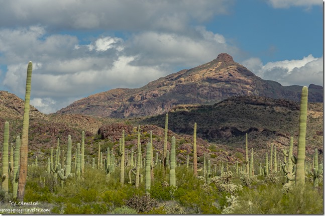 Saguaro desert mountain clouds Ajo Mountain Drive Organ Pipe Cactus National Monument Arizona