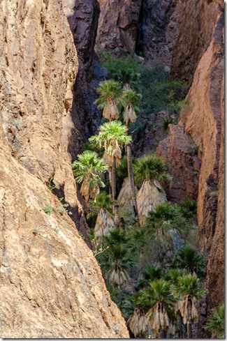 Arizona Palm trees Palm Canyon Kofa National Wildlife Refuge Arizona