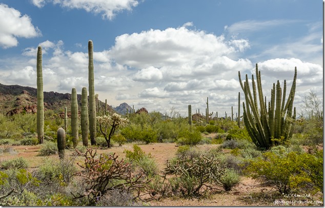 desert mountains clouds Ajo Mountain Drive Organ Pipe Cactus National Monument Arizona