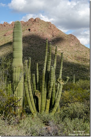 crested Organ Pipe cactus mountains Ajo Mountain Drive Organ Pipe Cactus National Monument Arizona
