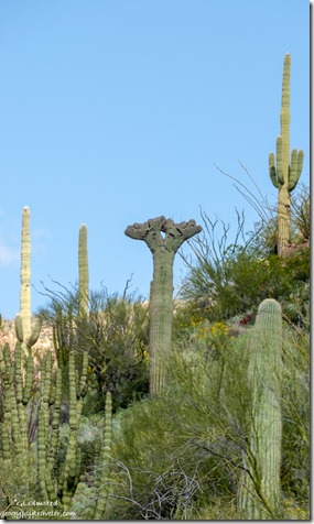 crested Saguaro cactus Ajo Mountain Drive Organ Pipe Cactus National Monument Arizona