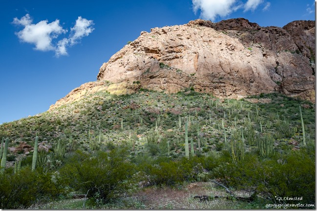 Saguaro desert mountain Ajo Mountain Drive Organ Pipe Cactus National Monument Arizona