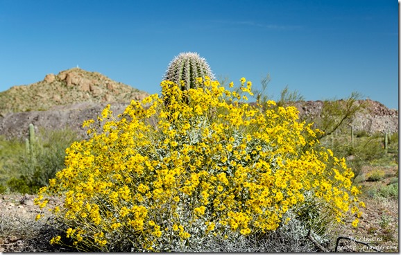 yellow Brittlebush flowers Saguaro cactus mountain BLM Scenic Loop Road Ajo Arizona