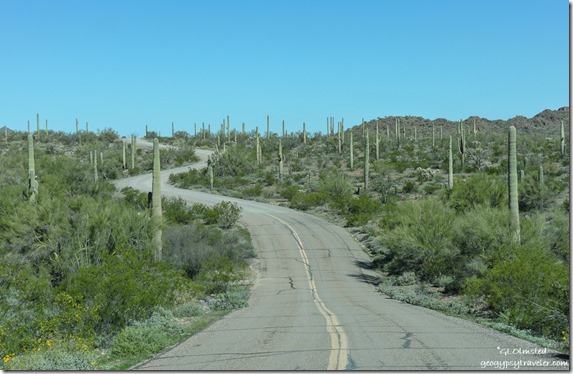 desert North Puerto Blanco Drive Organ Pipe Cactus National Monument Arizona