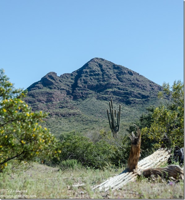 dead & live Saguaro cactus Black Mountain BLM Darby Well Road Ajo Arizona