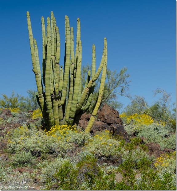 Arizona wildflowers Organ Pipe Cactus North Puerto Blanco Drive Organ Pipe Cactus National Monument Arizona