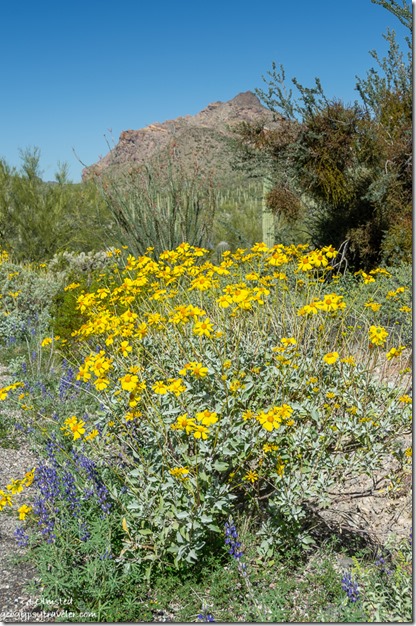 Lupine & Brittlebush flowers desert mountain North Puerto Blanco Drive Organ Pipe Cactus National Monument Arizona