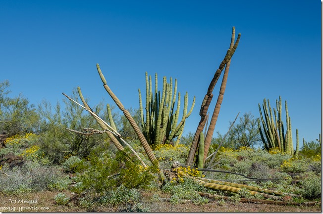 yellow Brittlebush flowers Organ Pipe Cactus North Puerto Blanco Drive Organ Pipe Cactus National Monument Arizona