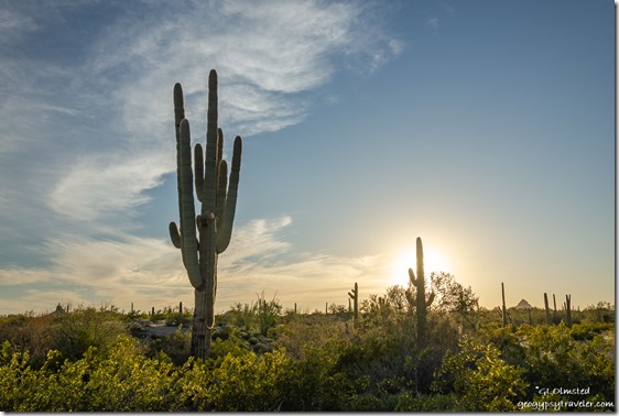 Saguaro cactus sun setting clouds BLM Darby Well Road Ajo Arizona