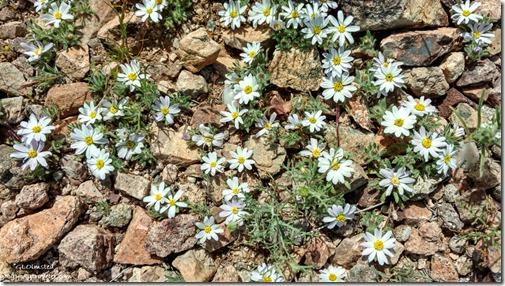 white Desert Star flowers BLM camp Darby Well Road Ajo Arizona