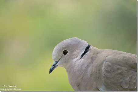 Collared Dove bird BLM Ghost Town Rd Congress Arizona