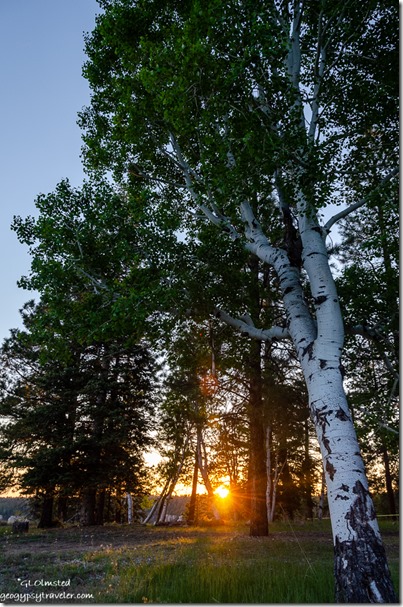 Partial eclipse during annular sunset thru trees North Rim Grand Canyon National Park Arizona