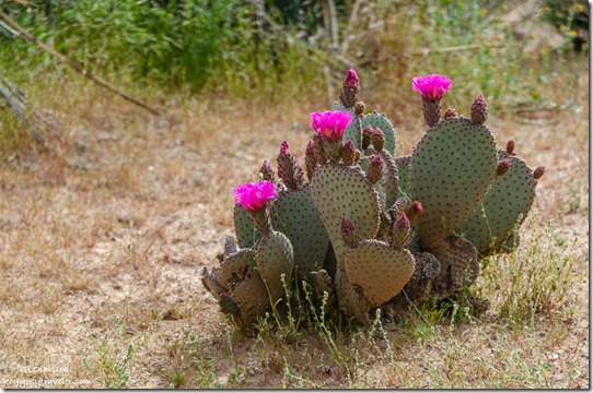 pink flowers Beavertail cactus BLM Ghost Town Rd Congreess Arizona