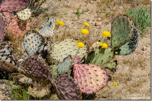 Prickly Pear cactus & Desert Marigolds BLM Ghost Town Road Congress Arizona